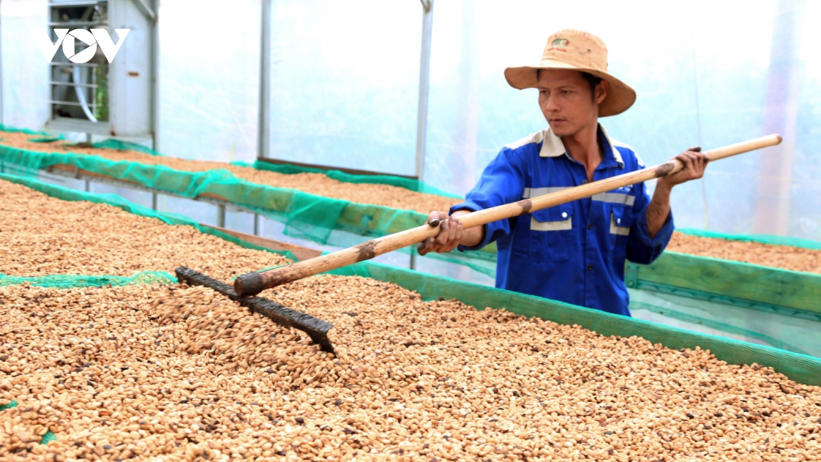 Giá cà phê hôm nay 9/5: Cà phê trong nước tăng, giá mua cao nhất 87.700 đồng/kg