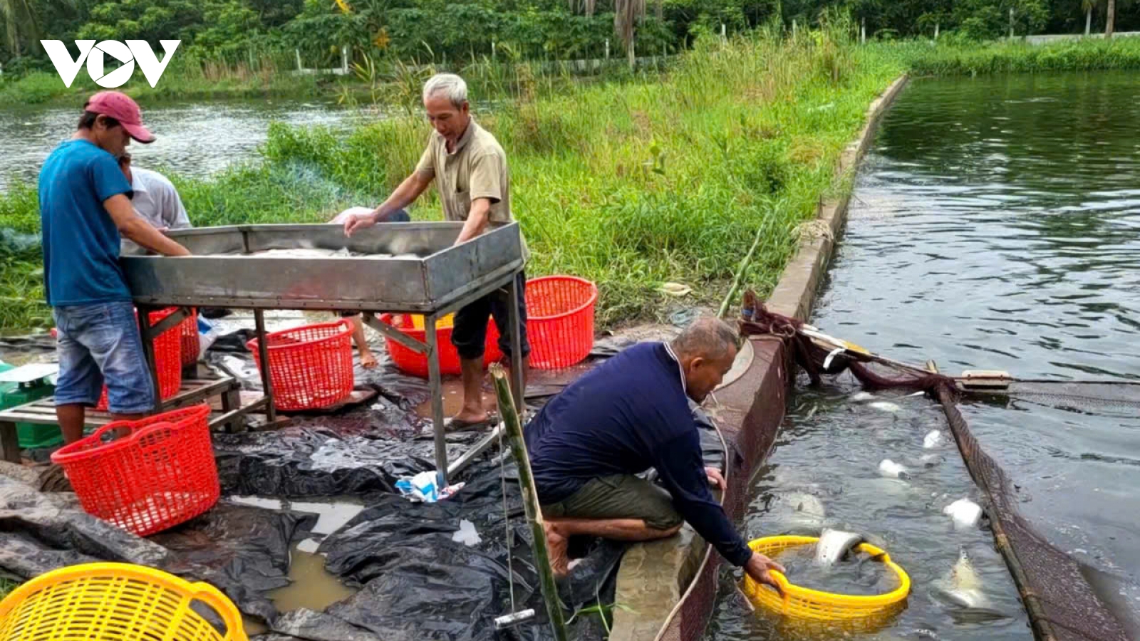 Giá cá thát lát sụt giảm, người nuôi cá ở Hậu Giang vẫn có lãi