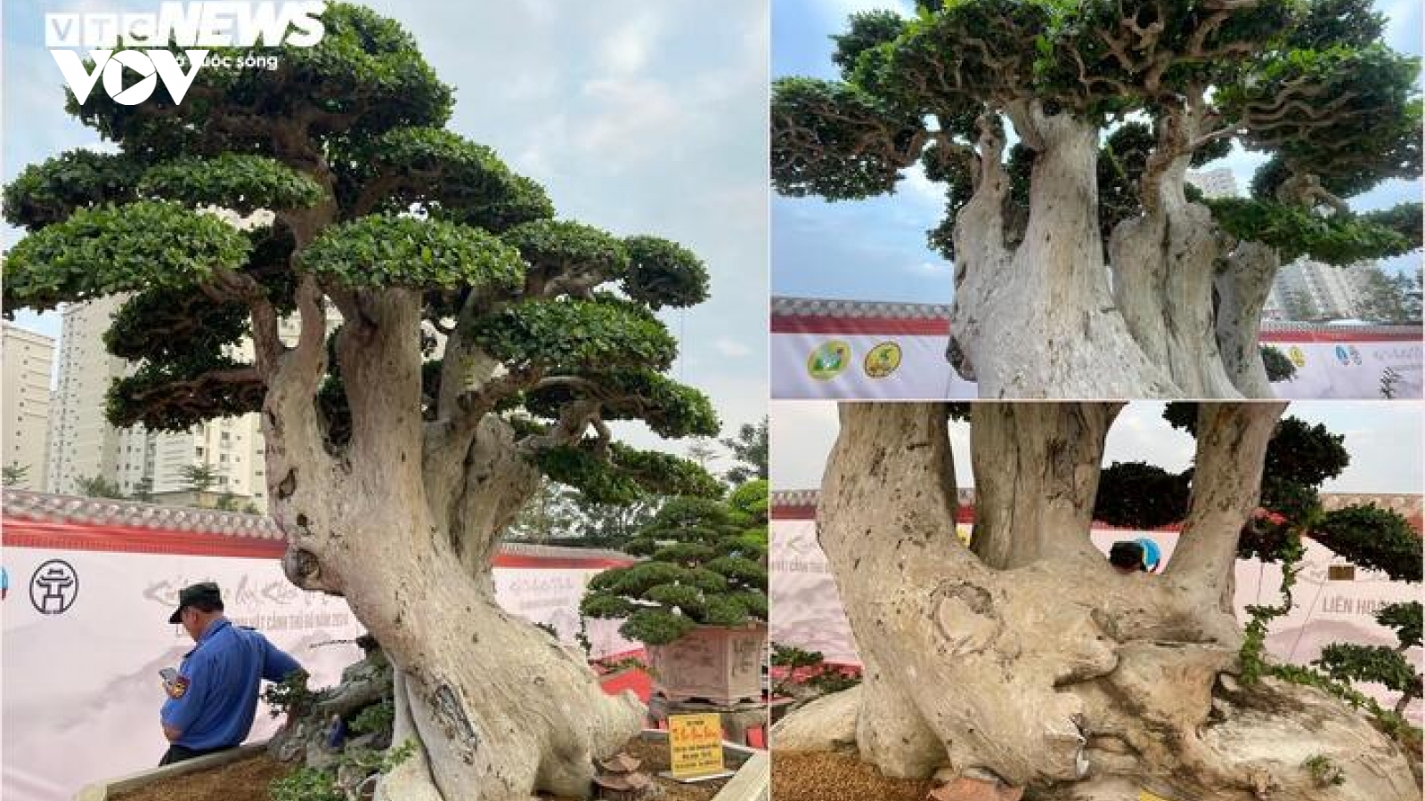 Loạt cây cảnh giá bằng cả căn chung cư hội tụ ở Hà Nội