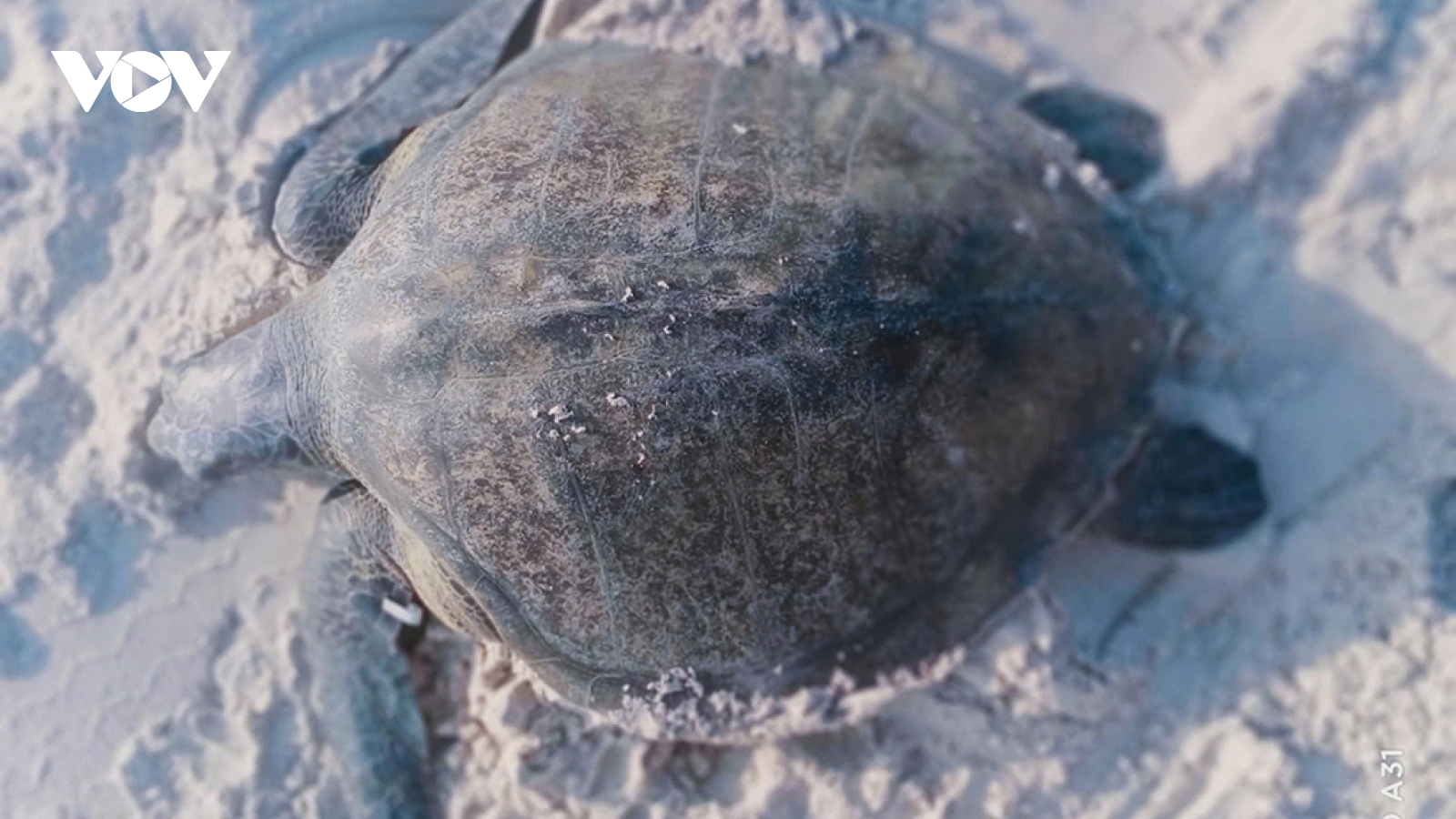 Cứu hộ thả đồi mồi về với biển