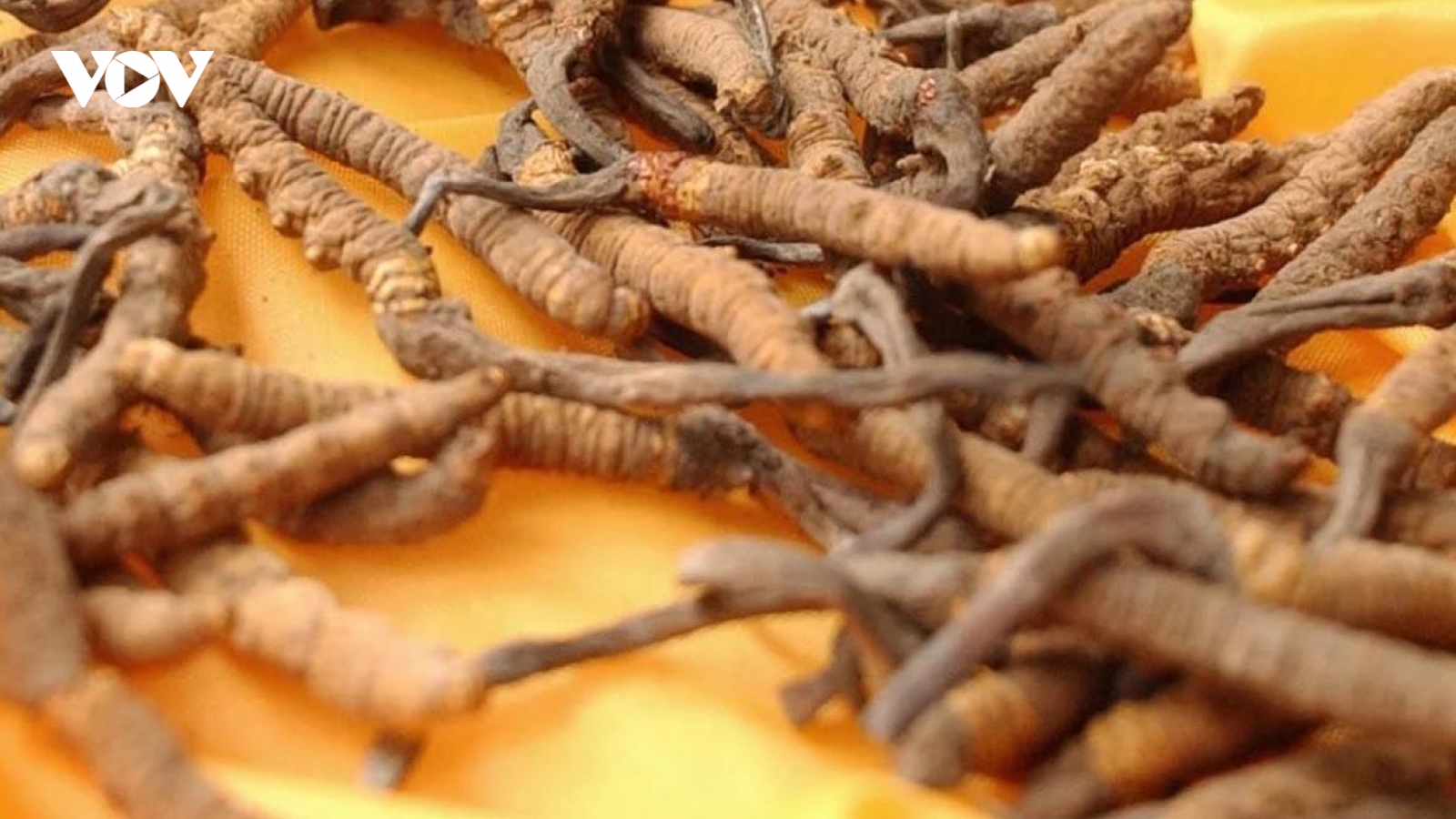 Loại “sâu khô” giá 2,5 tỷ đồng/kg được săn lùng làm quà biếu Tết