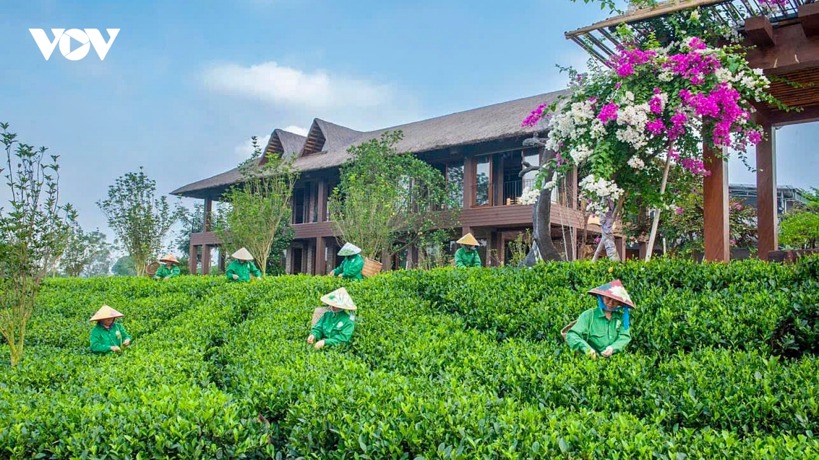 Nâng cấp sản phẩm du lịch gắn với vùng chè đặc sản Thái Nguyên