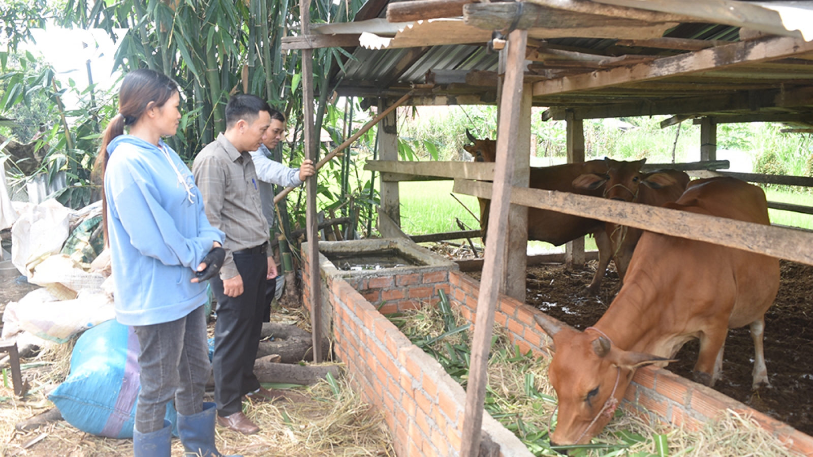 Người dân Ea Súp vươn lên làm giàu, thoát nghèo