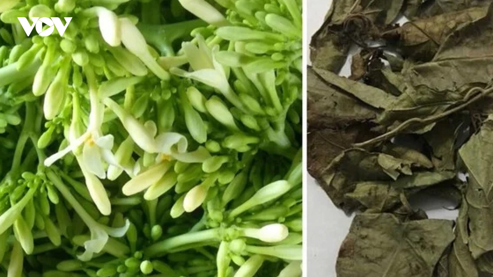 Công dụng của xạ đen và hoa đu đủ đực