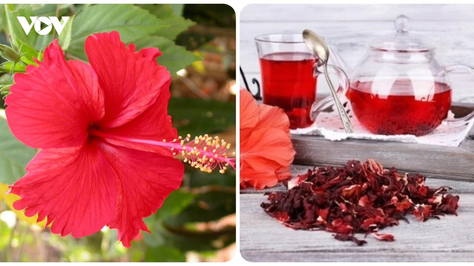 Loại hoa mọc đầy bờ rào nhưng được coi như "thần dược" chữa nhiều loại bệnh