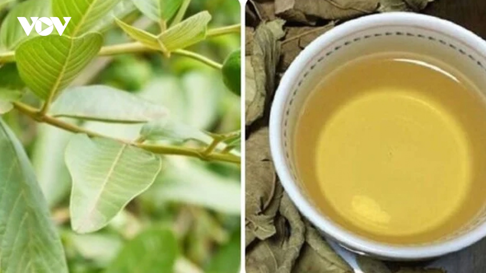 Uống nước lá ổi hàng ngày có tác dụng gì?