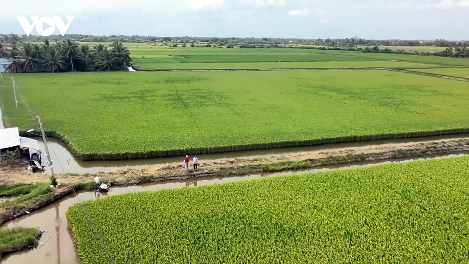 Lúa ST trên đất tôm trúng mùa được giá, nông dân Bạc Liêu phấn khởi