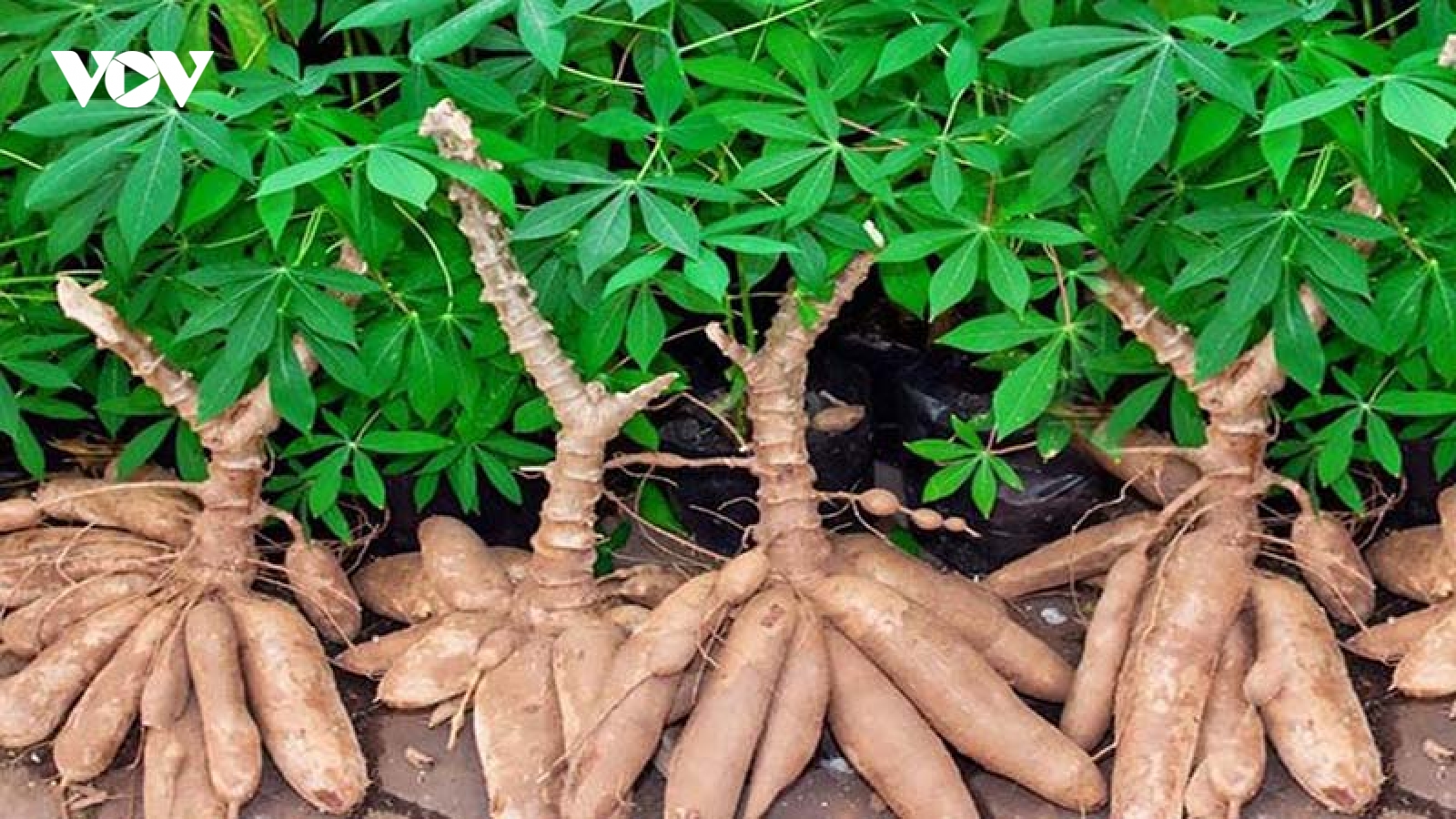 Trung Quốc chi tỷ đô mua củ “cứu đói” ở Việt Nam