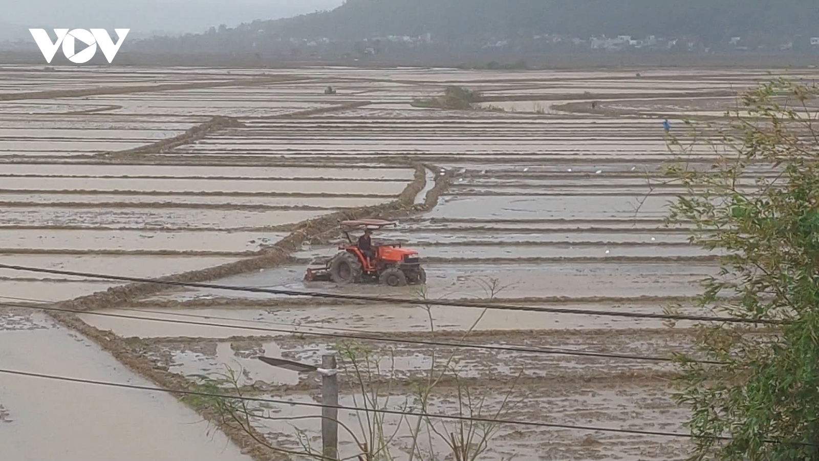 Thời tiết bất thường, tỉnh Phú Yên chỉ đạo tạm dừng gieo sạ lúa đông xuân