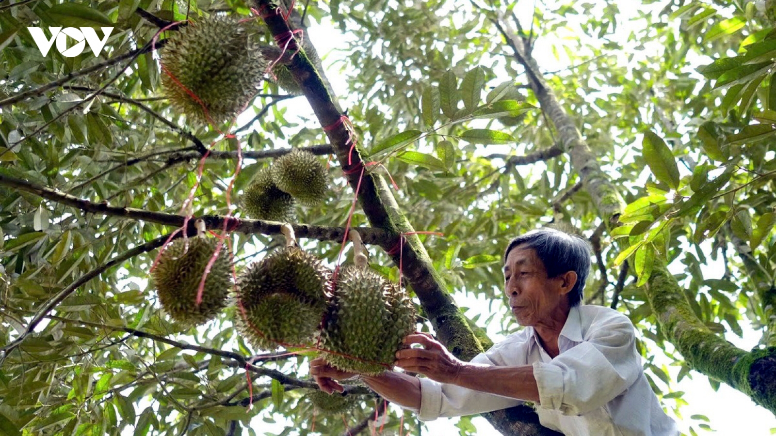 Cảnh báo tình trạng giả mạo mã số đóng gói xuất khẩu sầu riêng