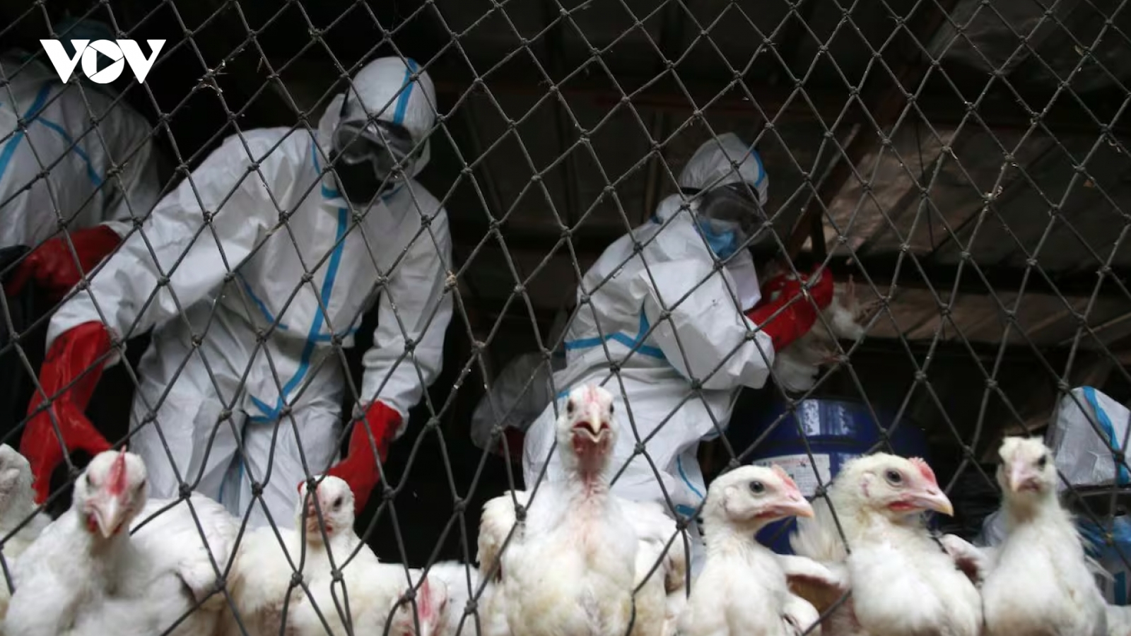 Bang đông dân nhất ở Mỹ ban bố tình trạng khẩn cấp do cúm H5N1