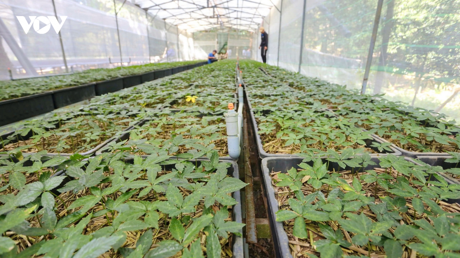 Bí thư Quảng Nam: Cần chính sách đặc thù xây dựng thương hiệu Sâm Việt Nam