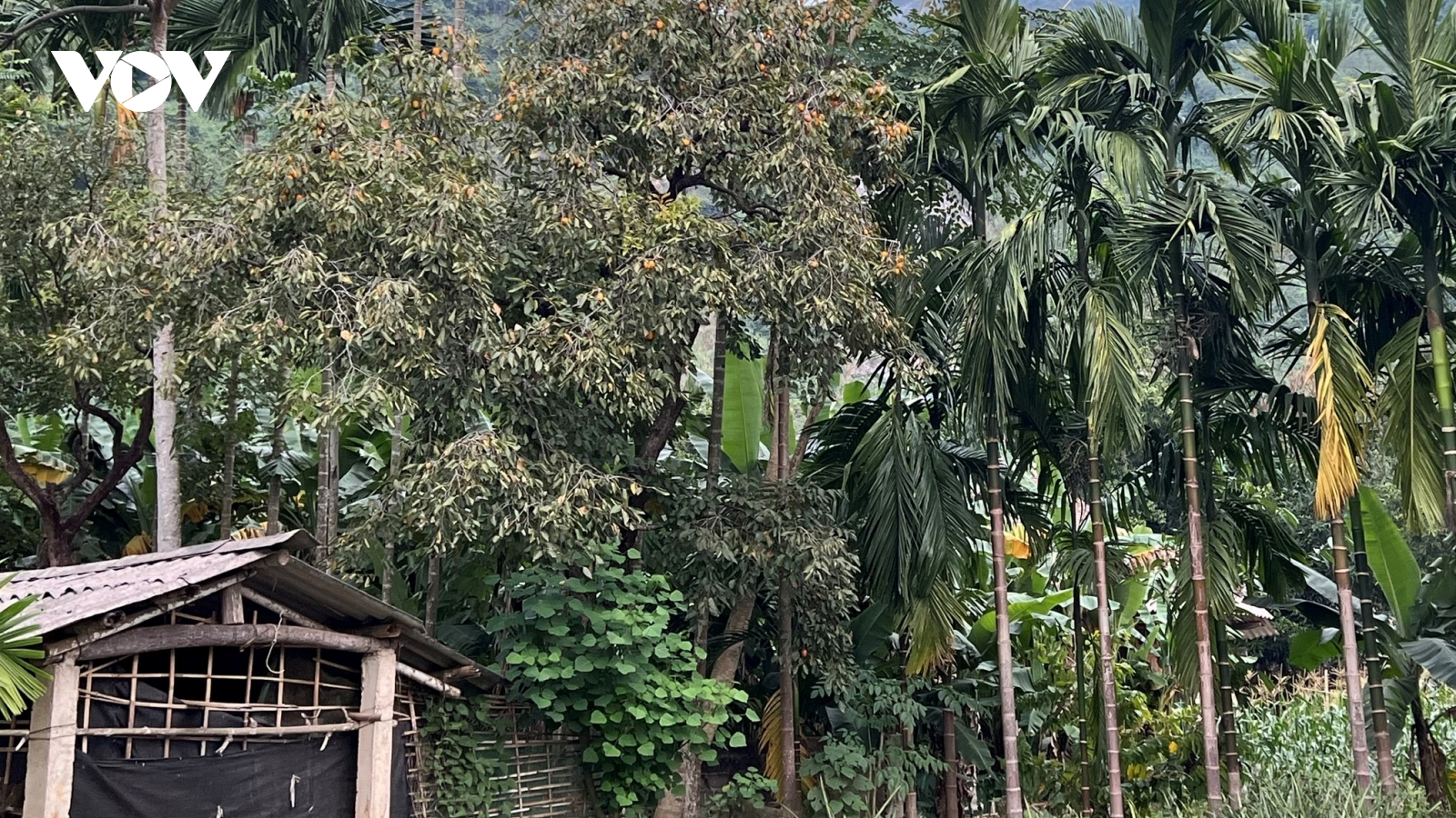 Tiếc nuối hồng giòn Lục Yên