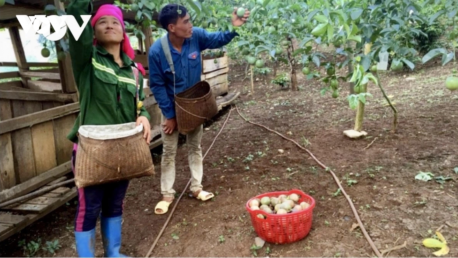 Sơn La giảm hơn 11% số hộ nghèo trong 3 năm