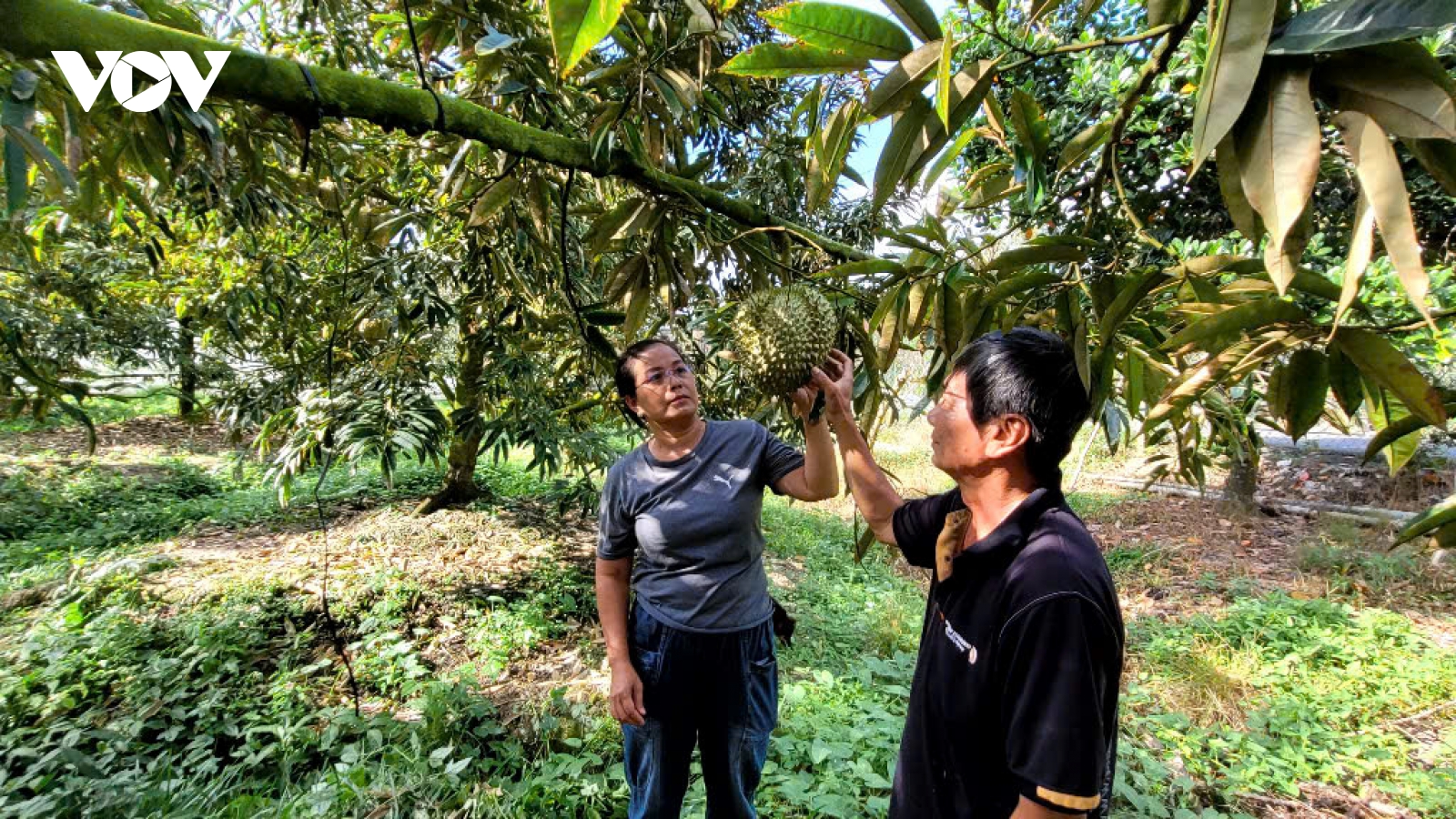 Tiền Giang chủ động phòng chống hạn mặn bảo vệ cây "tỉ phú"