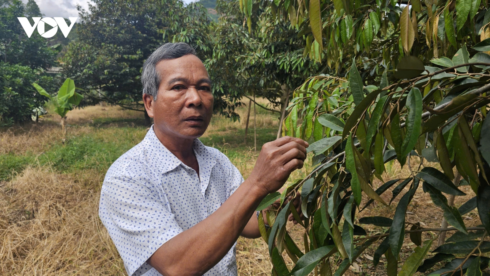 “Cánh tay” nối dài kéo giảm tảo hôn ở miền núi tỉnh Khánh Hòa