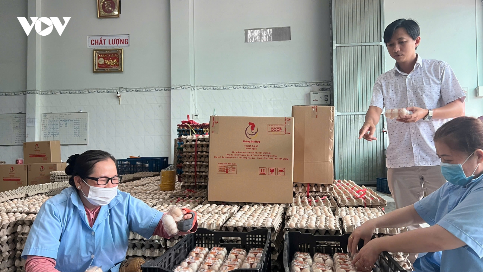 Người nuôi gà ở Tiền Giang điêu đứng vì giá giảm sâu