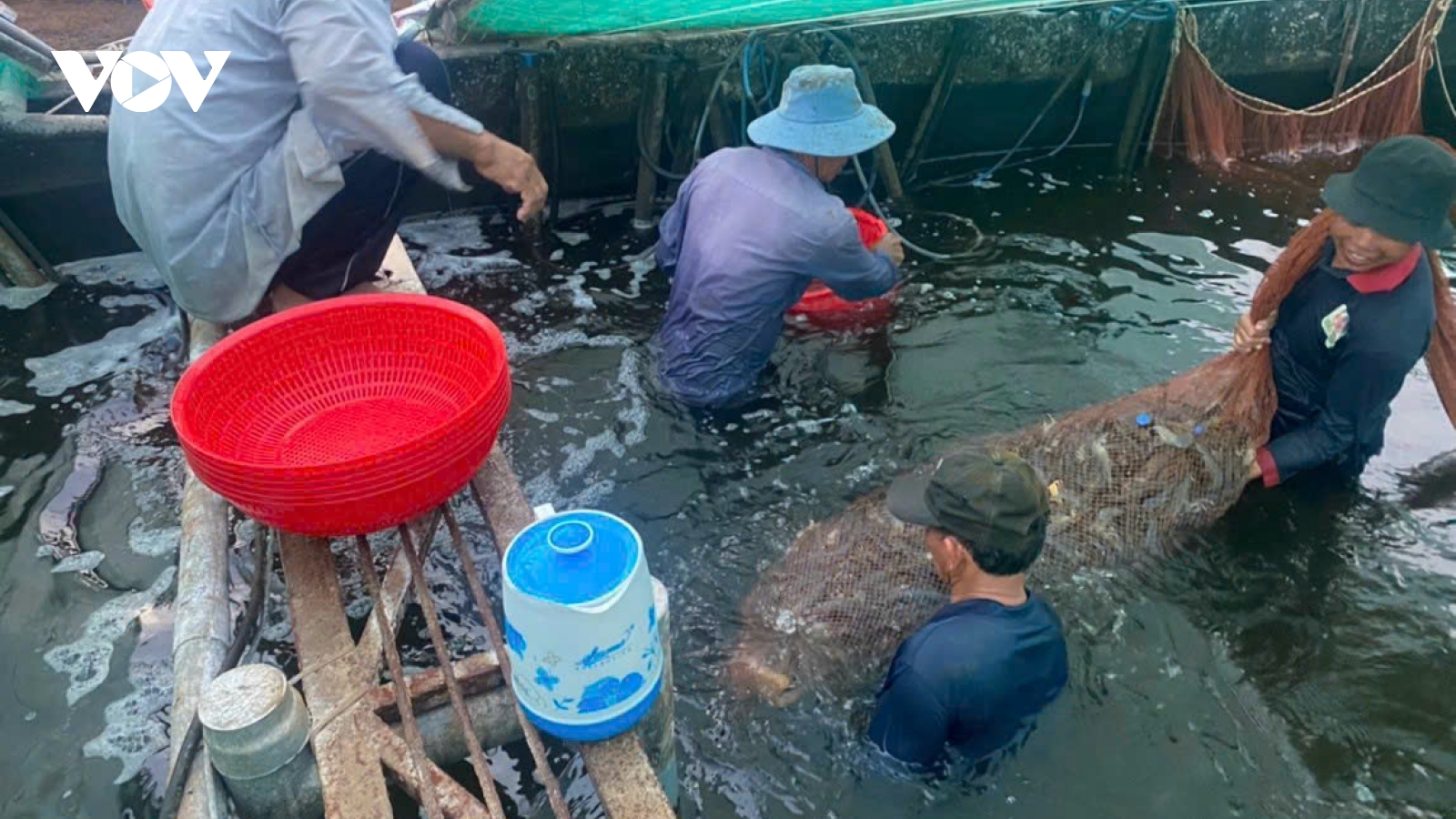 Tôm thẻ giá kỷ lục, người nuôi ở Tiền Giang lãi to