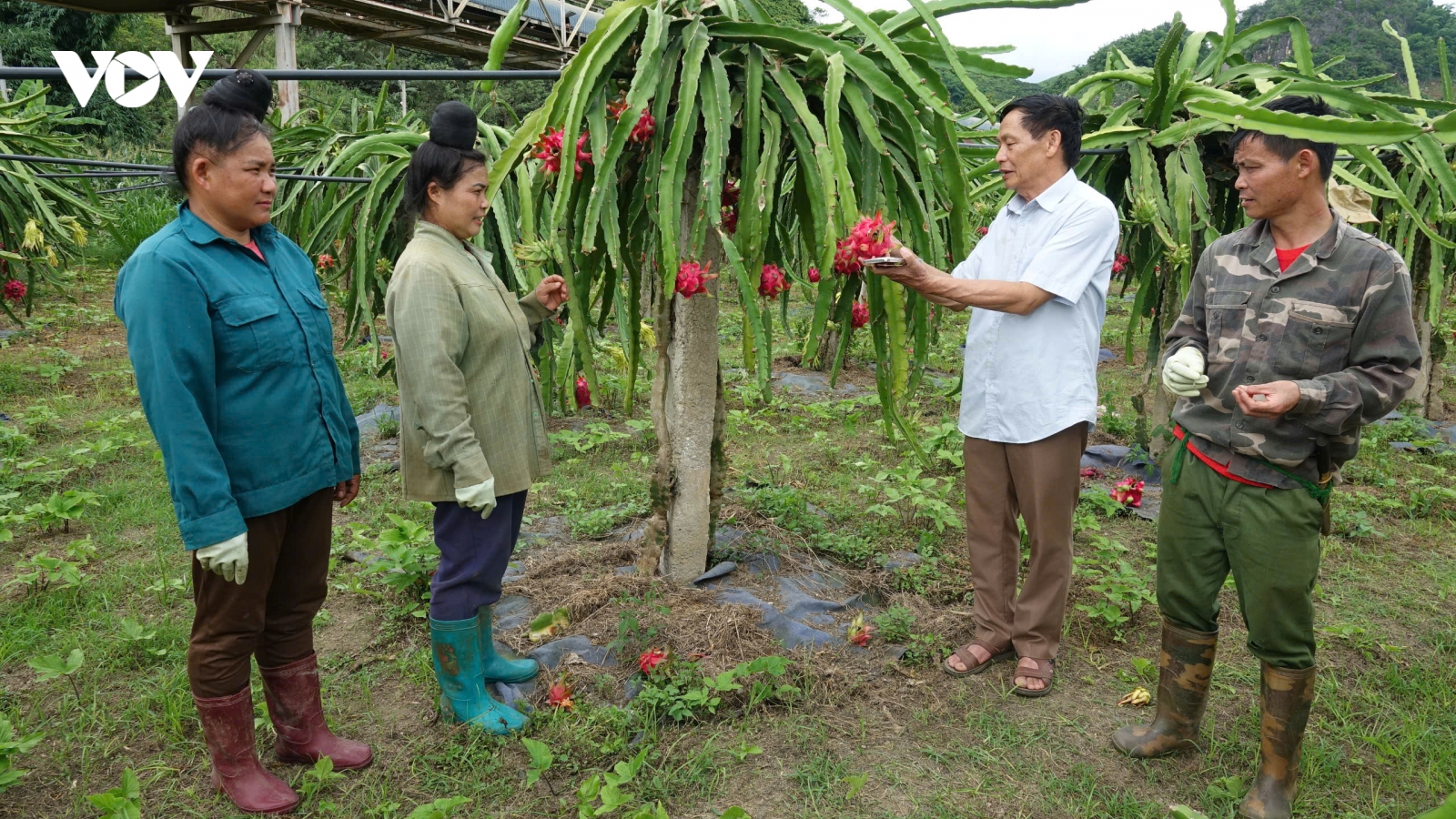 Mai Sơn vào vụ thu hoạch thanh long