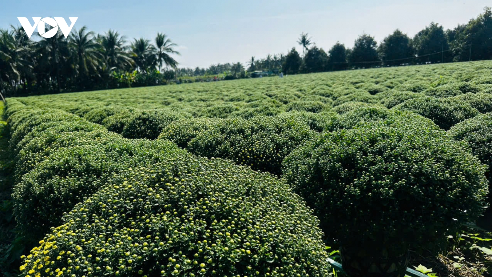 Bến Tre: Hỗ trợ nông dân trồng Cúc Mâm xôi khắc phục tình trạng "chậm ra hoa"