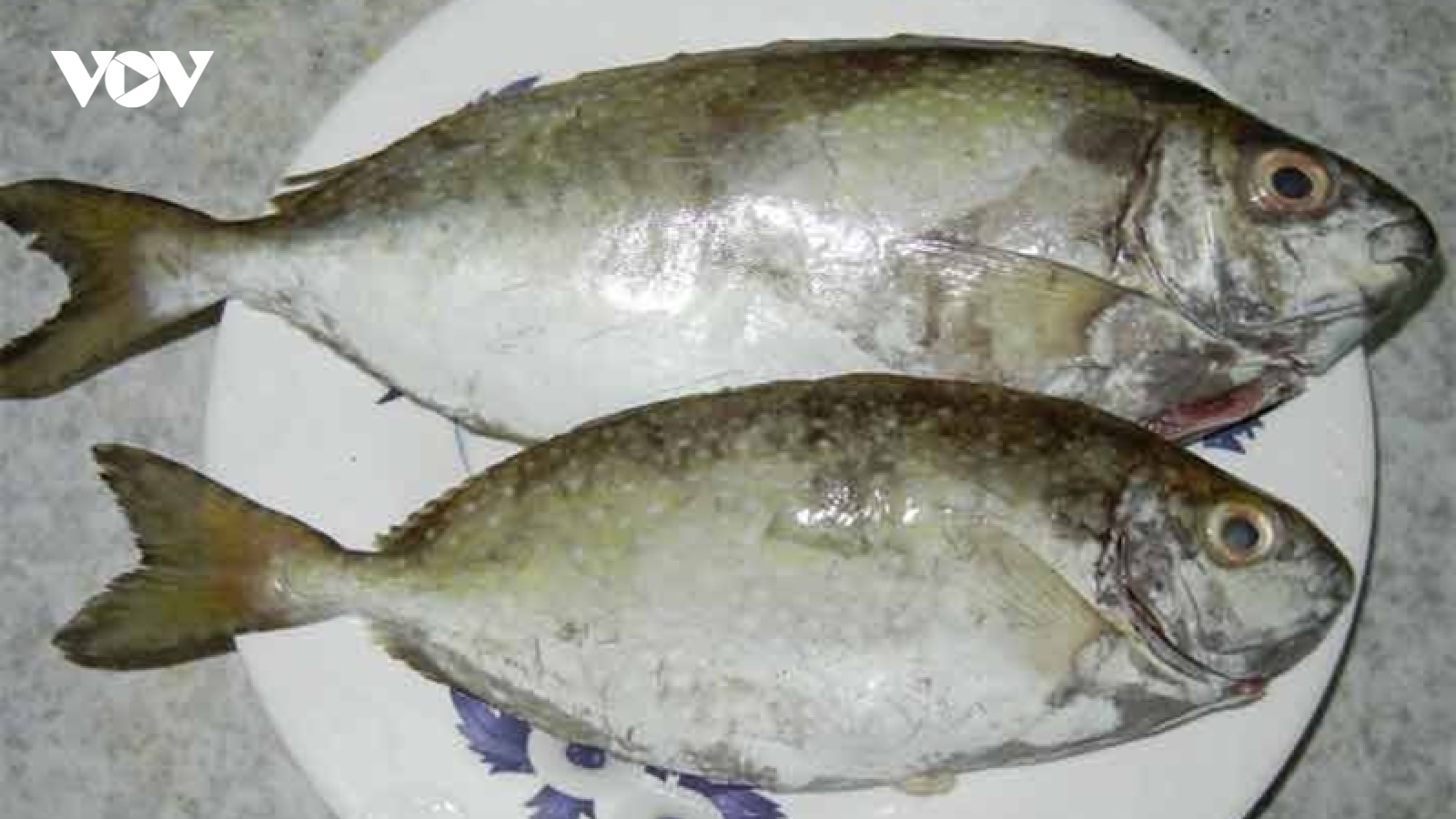 Loài “cá thối” xưa bị chê, nay thành đặc sản