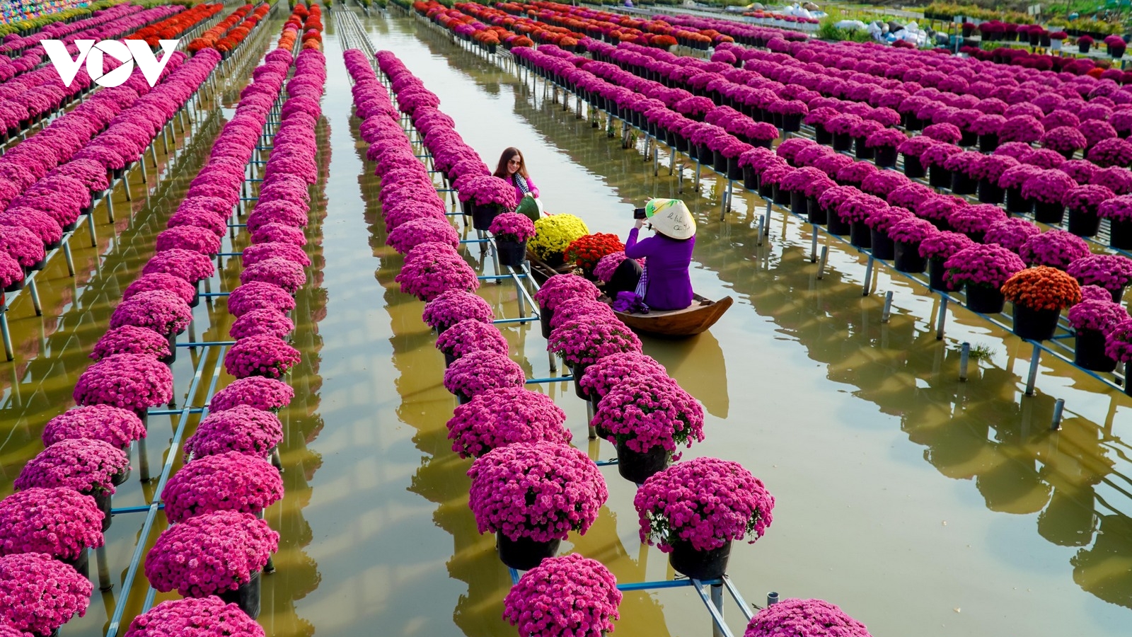 Du khách đắm mình trong không gian hoa ở Sa Đéc, Đồng Tháp
