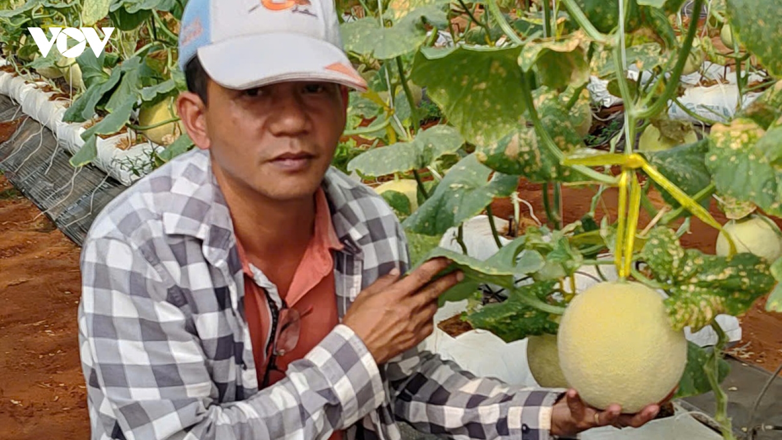 Chinh phục vùng “bán sa mạc” ở Bình Thuận để làm nông nghiệp công nghệ cao