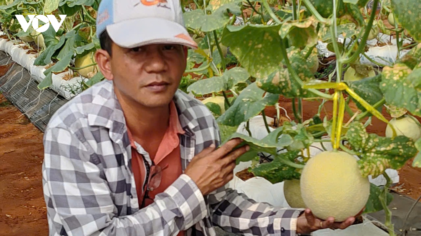 Chinh phục vùng “bán sa mạc” ở Bình Thuận để làm nông nghiệp công nghệ cao
