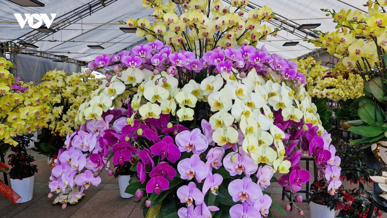 Rộn ràng chợ hoa Tết Đà Nẵng