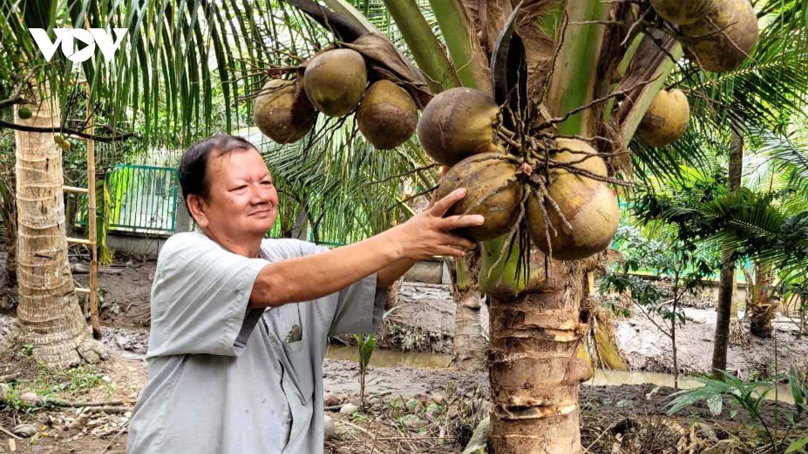 Chuyện về người nông dân tỷ phú ở xứ dừa với mô hình làm vườn “sạch”