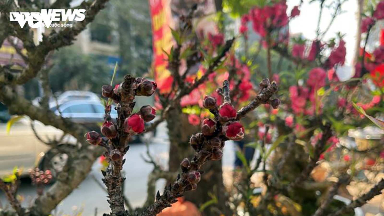 Thị trường đào Tết 2025 không khan hiếm, người trồng đào kỳ vọng được giá