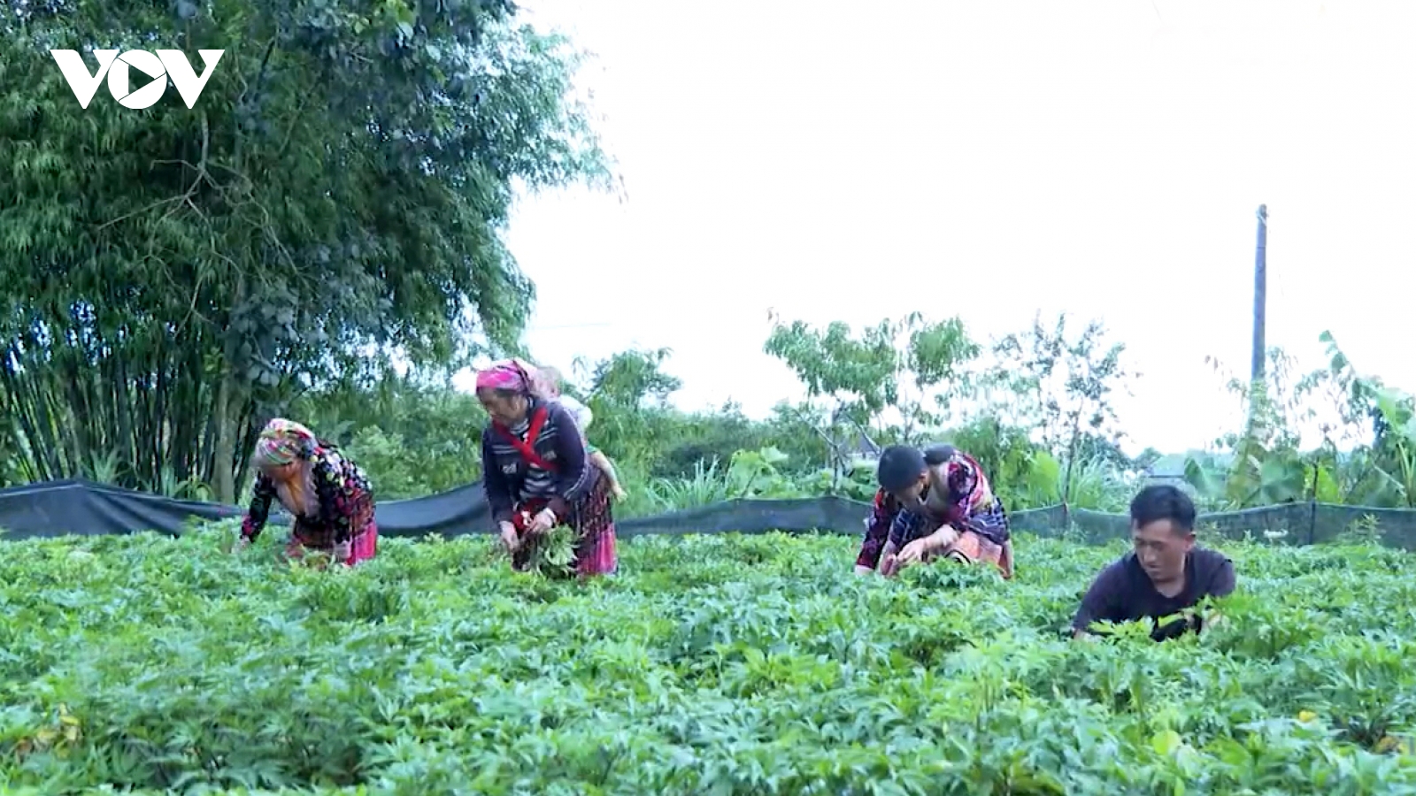 Nông dân Lai Châu vươn lên làm giàu từ những dược liệu quý tự nhiên