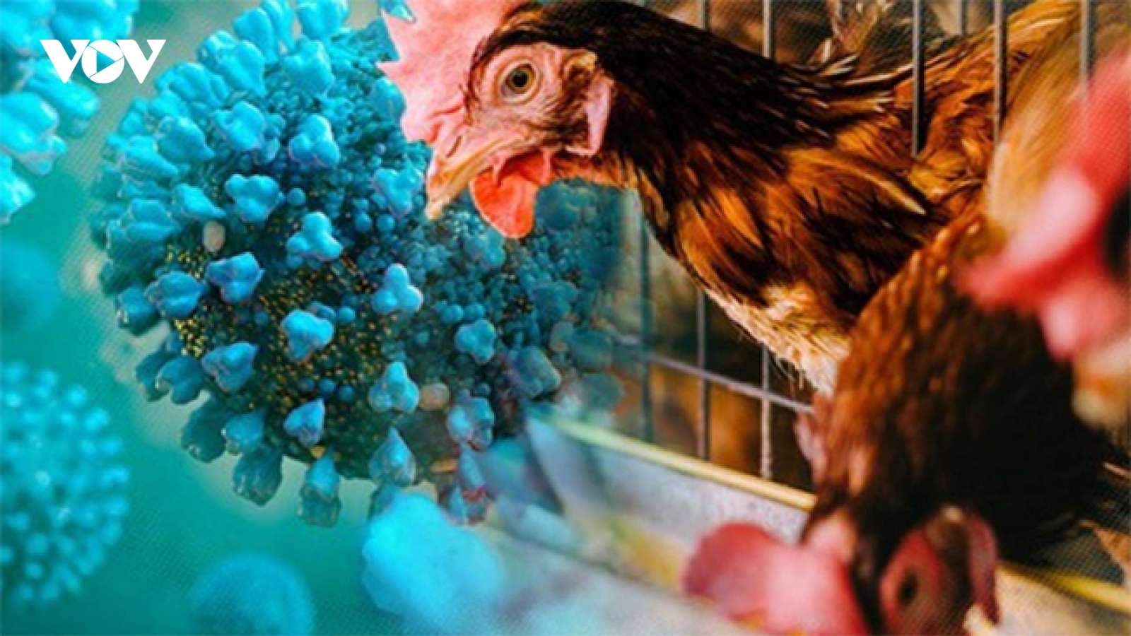 Litva báo cáo về một đợt bùng phát cúm gia cầm H5N1 độc lực cao