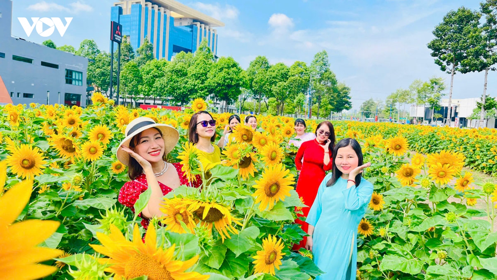 Vườn hoa hướng dương đẹp mê mẩn, thu hút du khách đến Bình Dương check-in