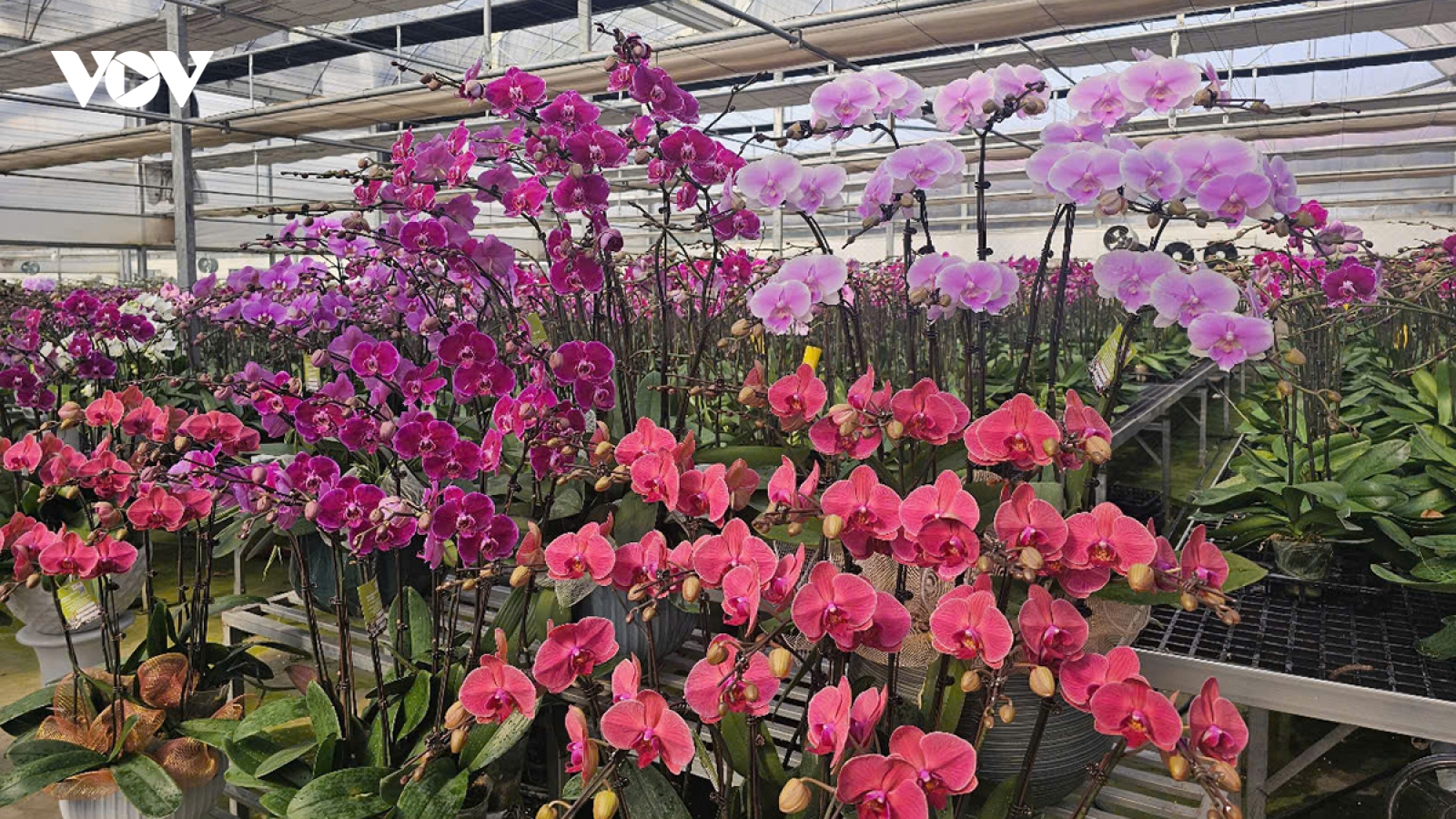 Người trồng hoa Mê Linh tất bật vụ Tết