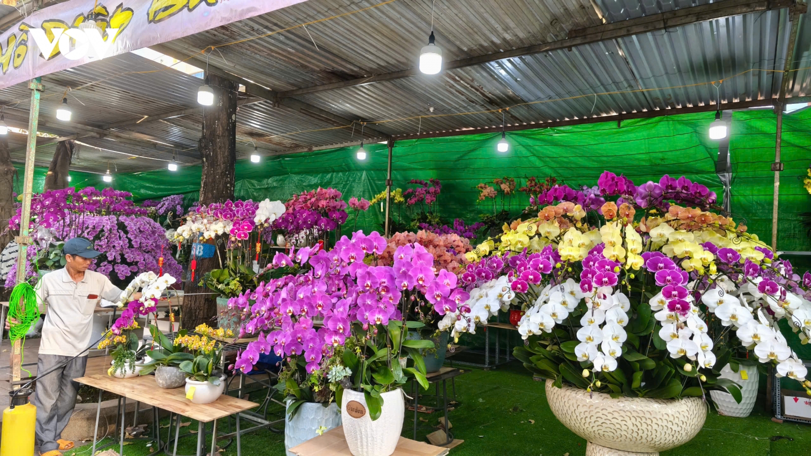 Nhộn nhịp thị trường hoa Tết tại thủ phủ Tây Nguyên