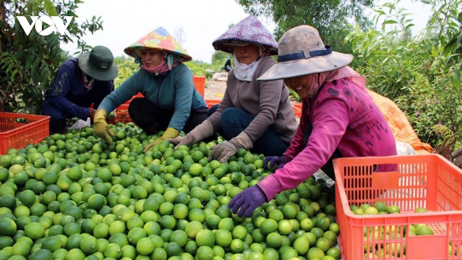 Trung Quốc vẫn là thị trường xuất khẩu rau quả lớn nhất của Việt Nam