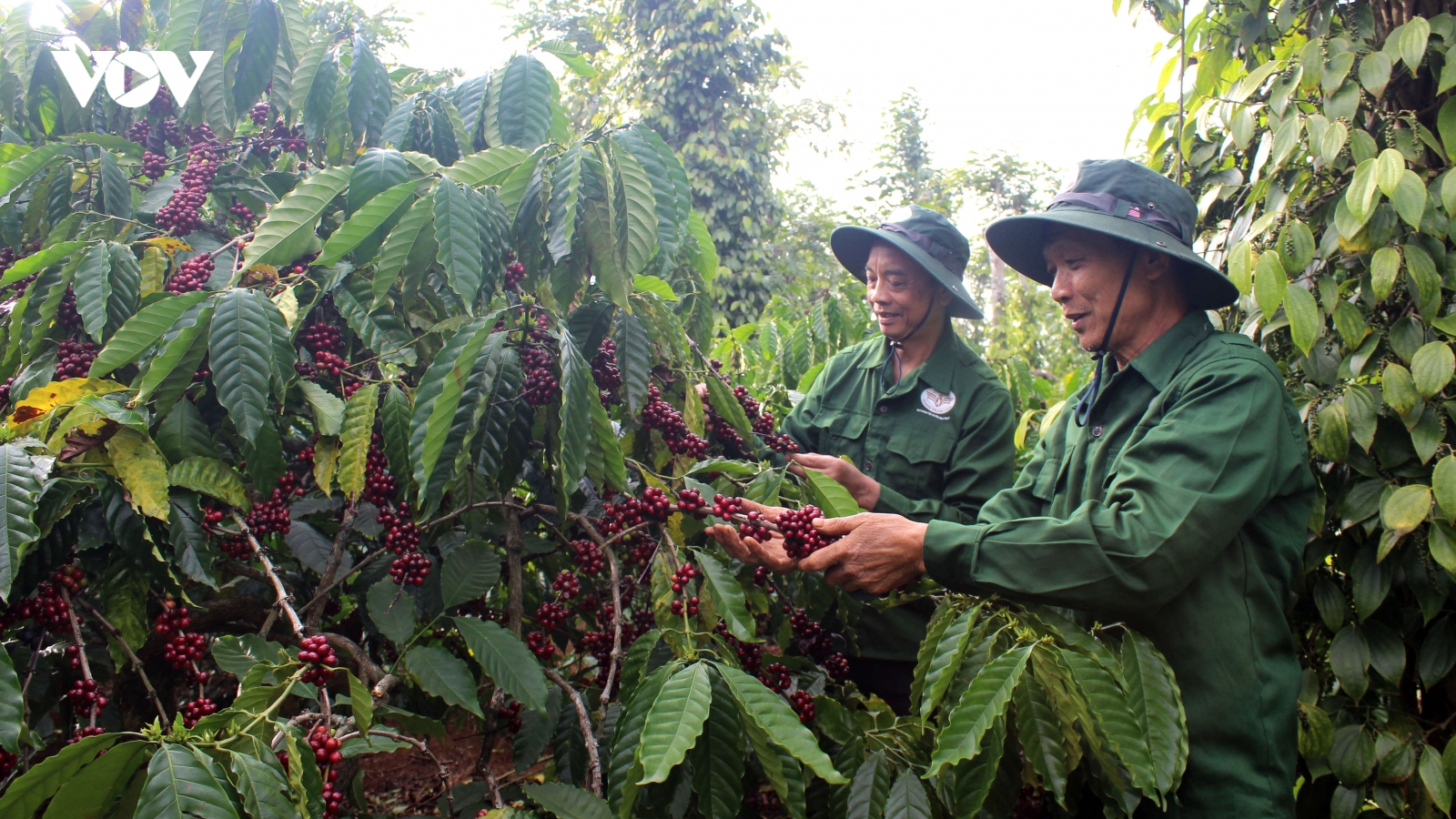 Người dân Đắk Lắk phấn khởi, vững tin đón mùa xuân mới