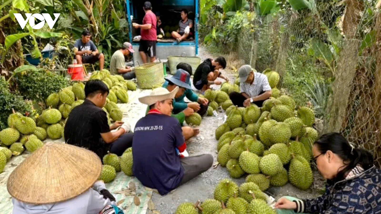 Nhà vườn Tiền Giang chủ động hơn 80.000 tấn trái cây phục vụ thị trường Tết