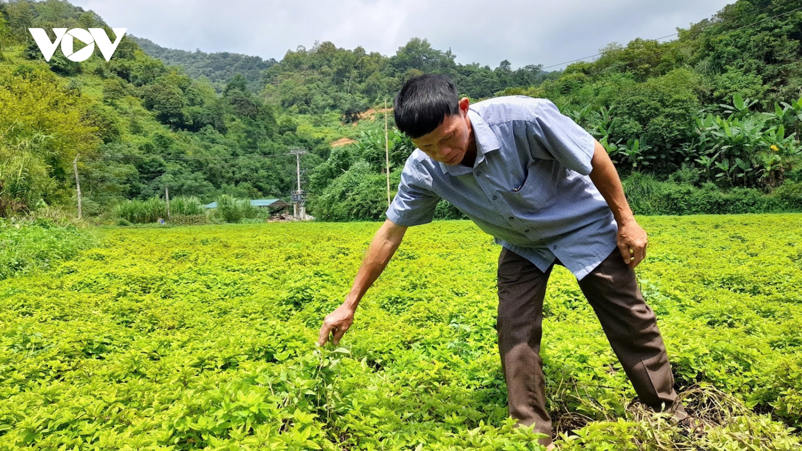 Biến cỏ xanh thành “bạc trắng”