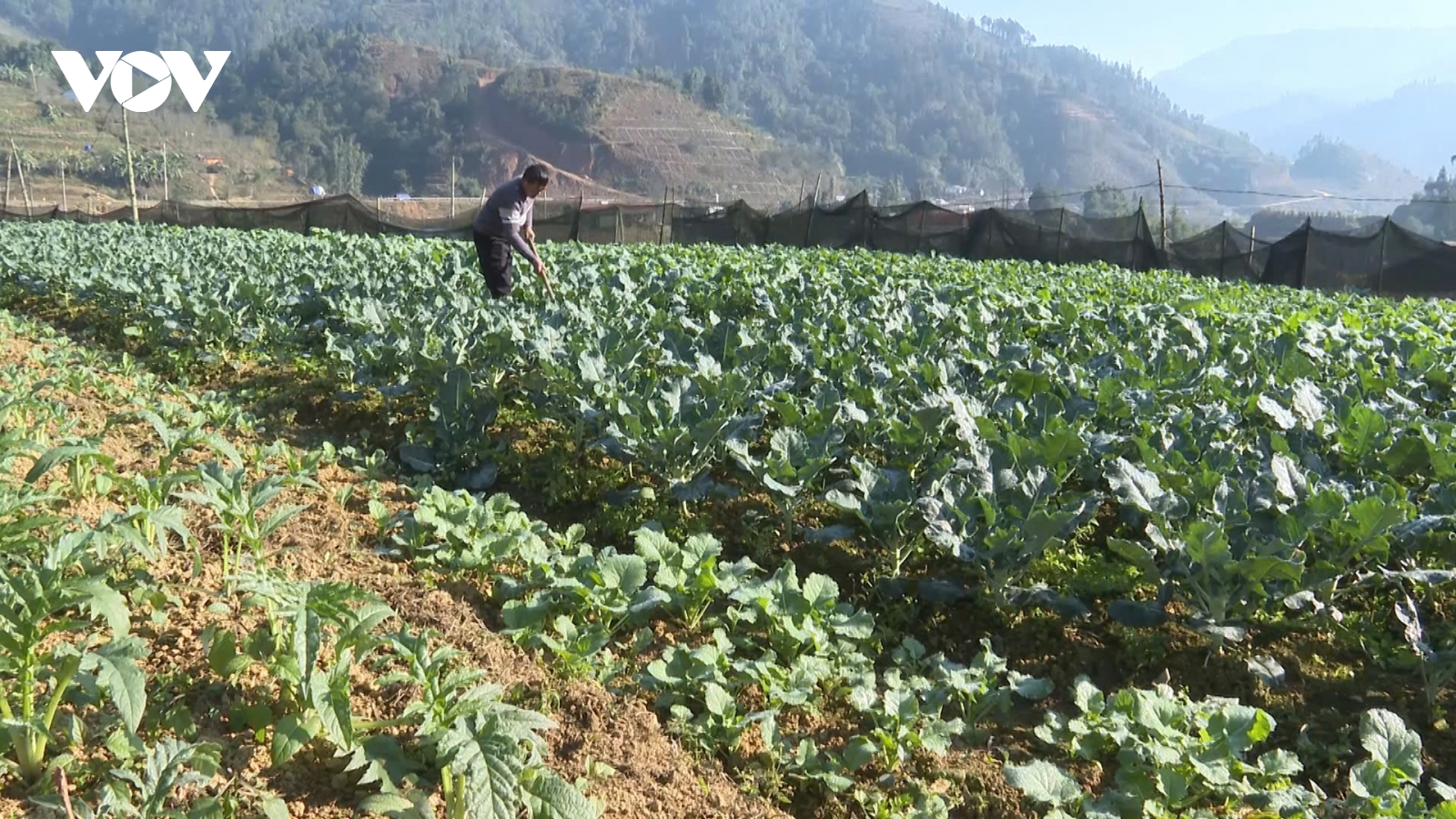 Nông dân Sa Pa tăng cường phòng, chống rét cho cây trồng, vật nuôi