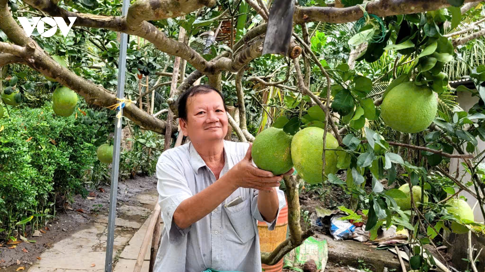 Trái bưởi da xanh giá tăng cao, nhà vườn phấn khởi