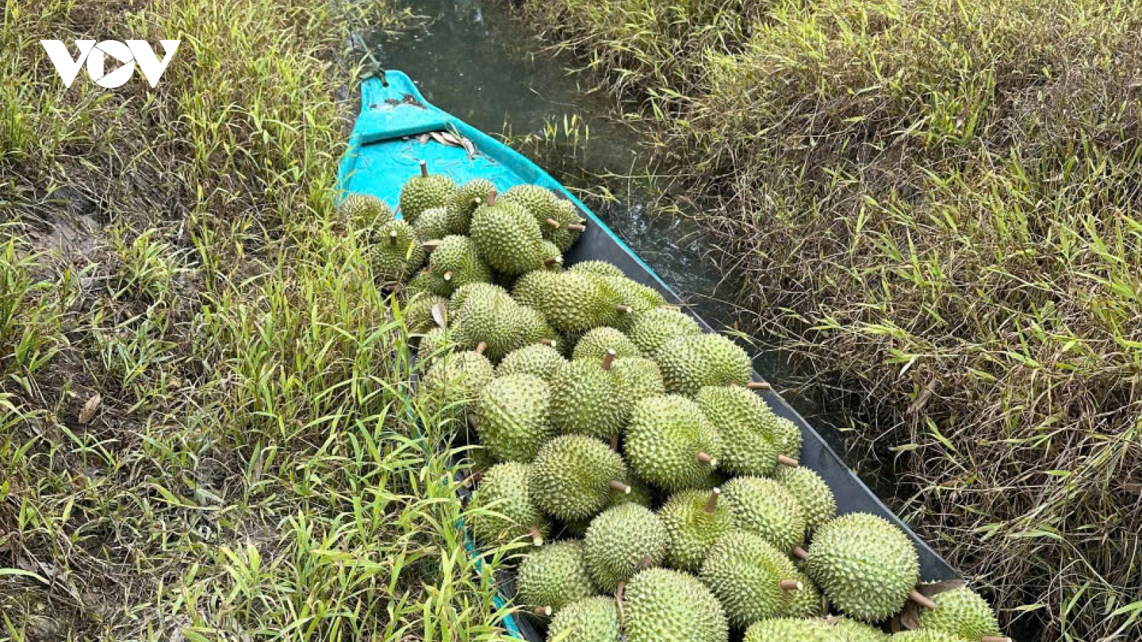 Tiền Giang cải thiện, nâng cao chất lượng sầu riêng xuất khẩu