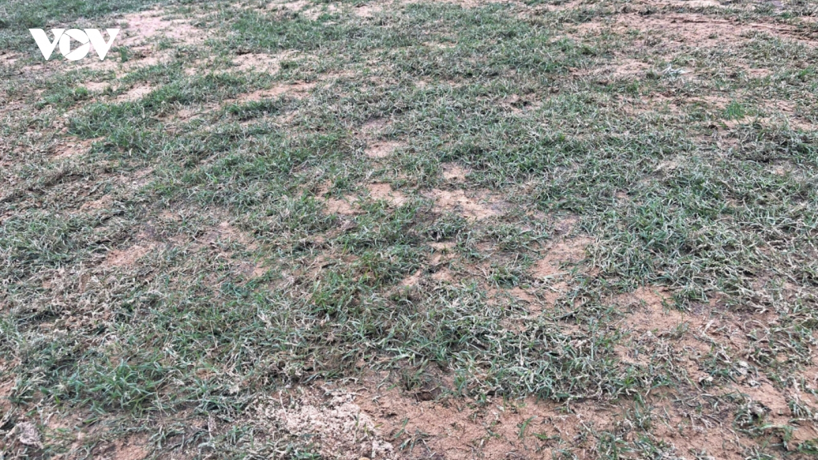 Ngán ngẩm với mặt sân Hòa Xuân trước trận Đà Nẵng - Hà Nội FC