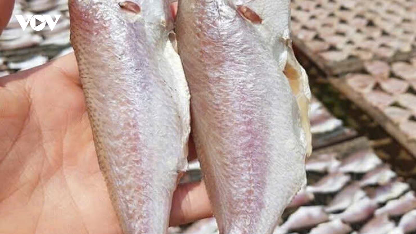 Khô cá đù thành đặc sản đắt đỏ