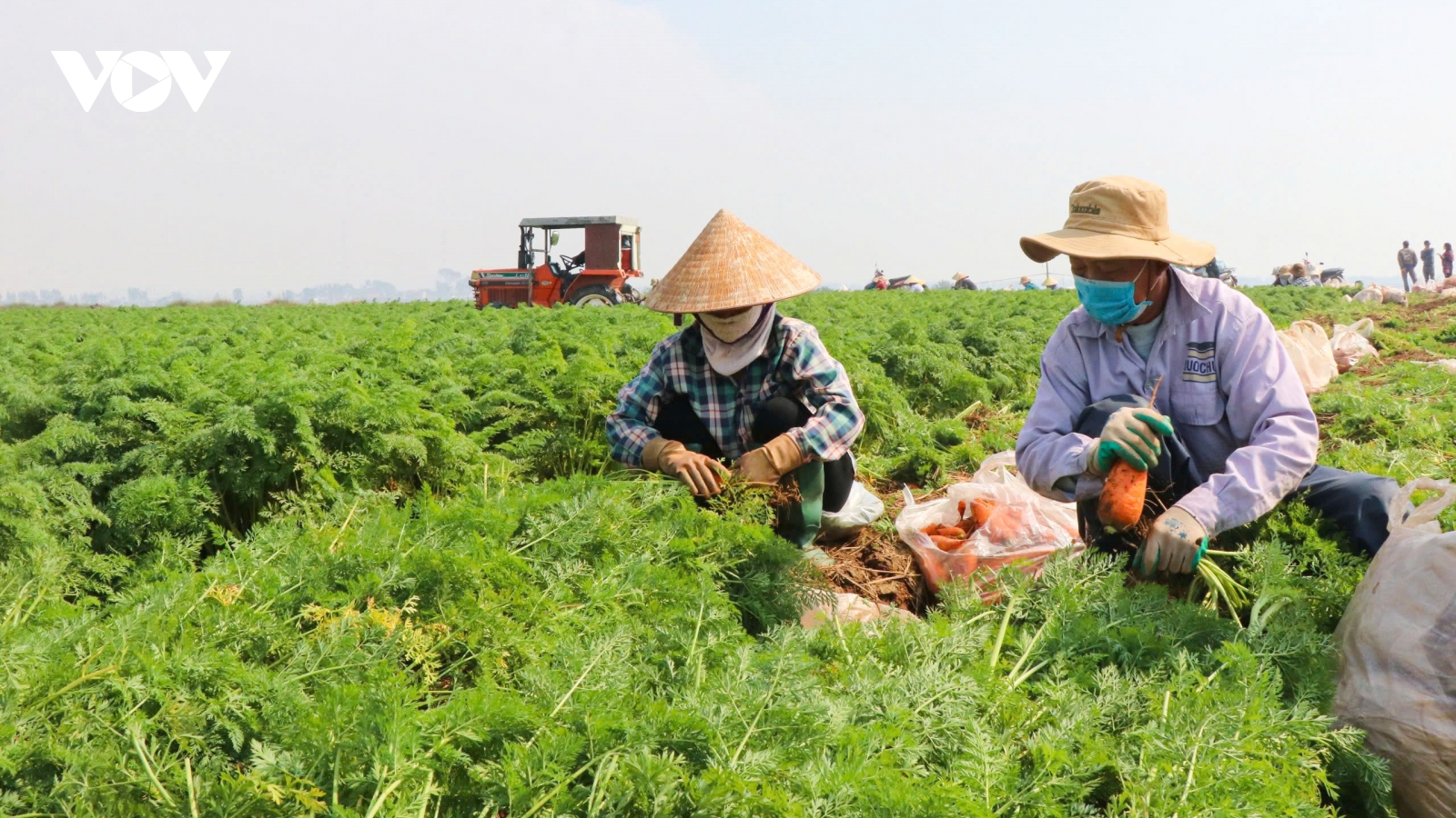 Cà rốt mất giá, nông dân ở Bắc Ninh lao đao