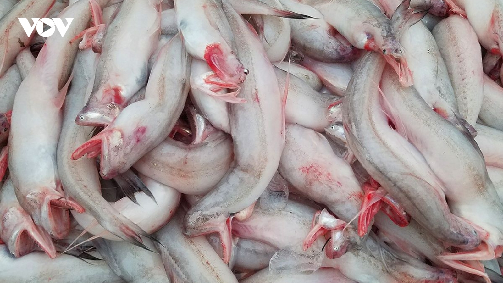 Tranh nhau mua loại cá mềm nhũn, giá tiền triệu mỗi kg