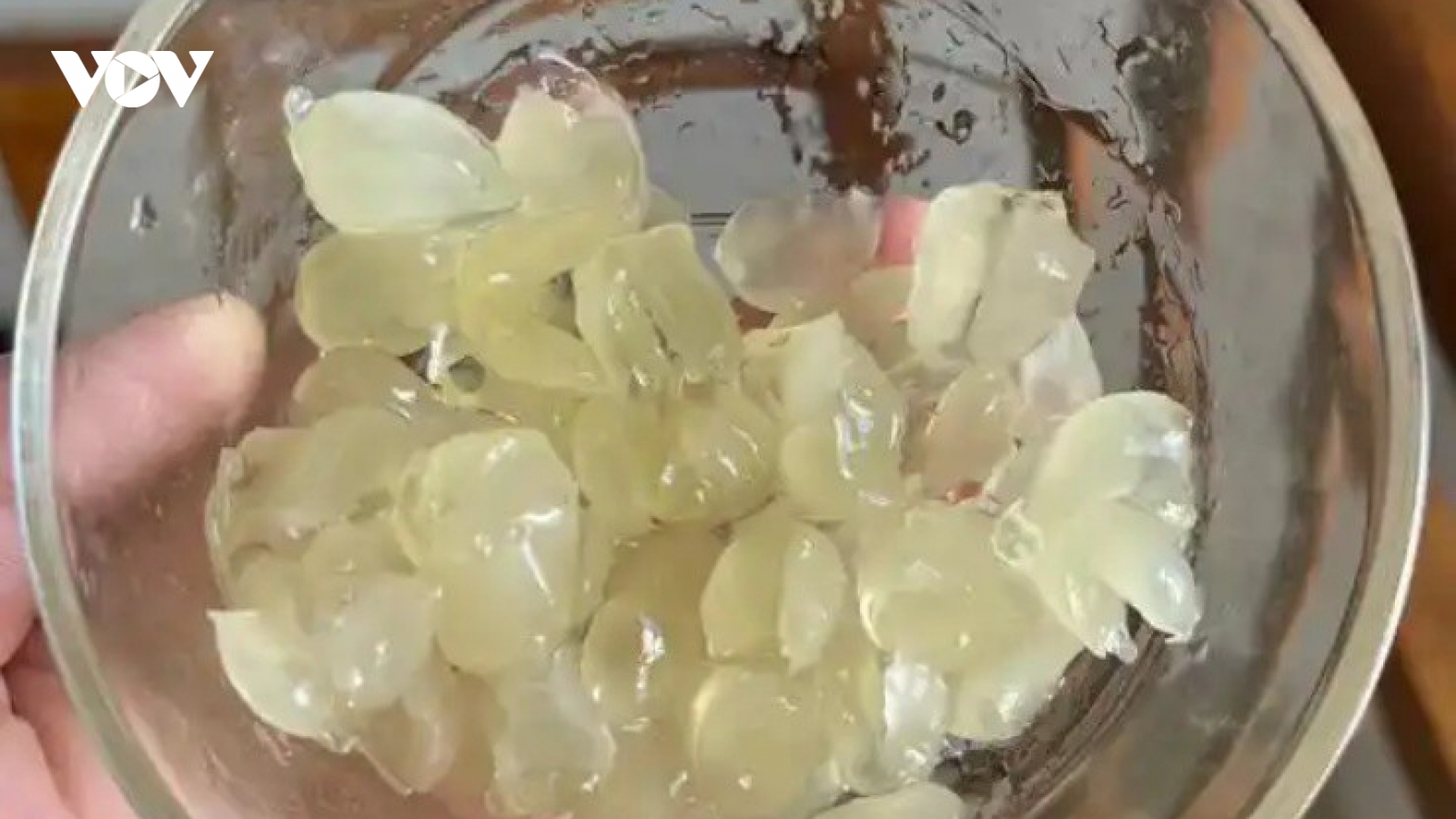 “Hạt tổ yến” giá hơn 2 triệu/kg, ở Việt Nam cũng có mà ít ai để ý