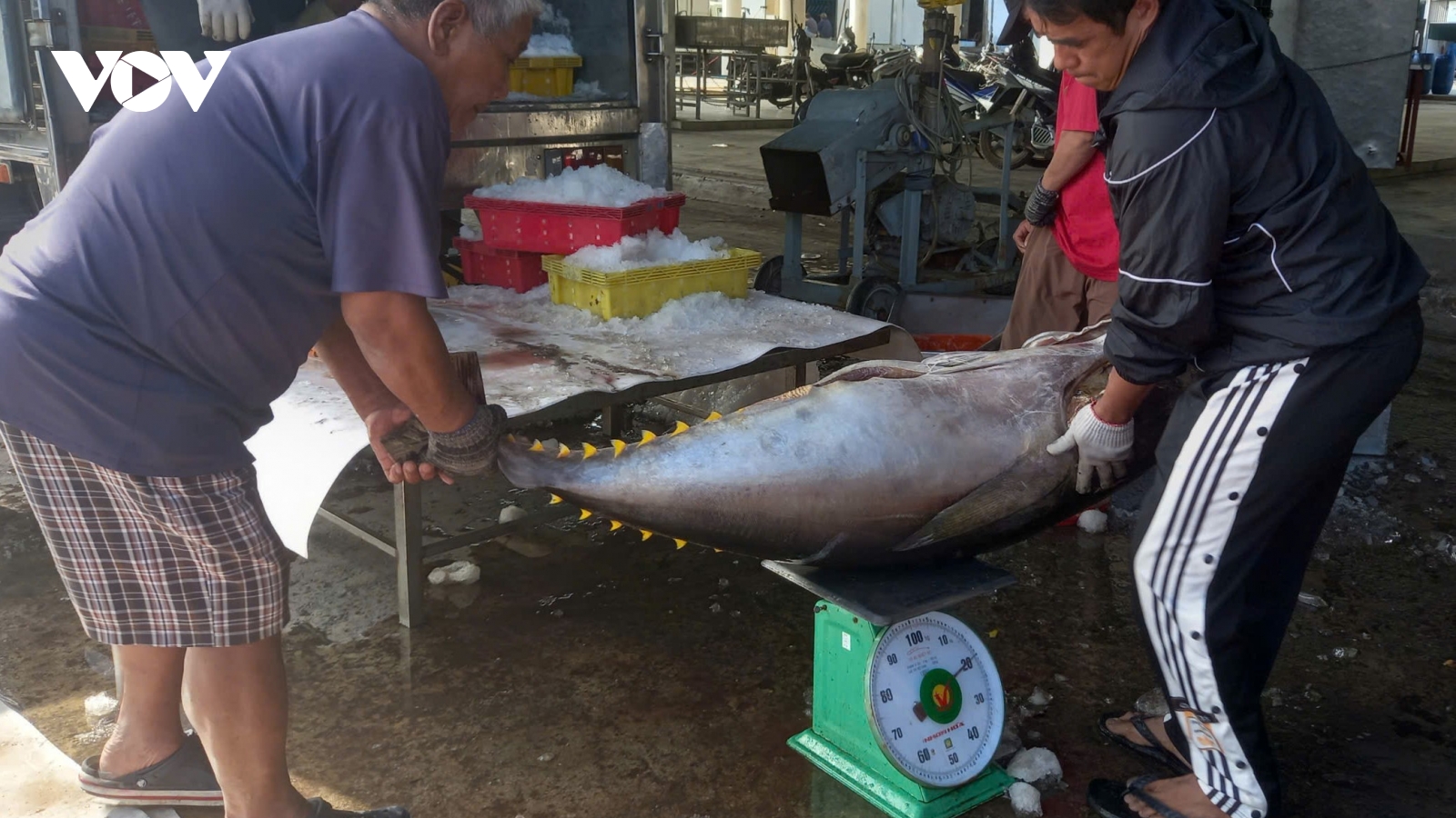 Ngư dân Khánh Hòa ra khơi đầu năm với trách nhiệm chống khai thác IUU