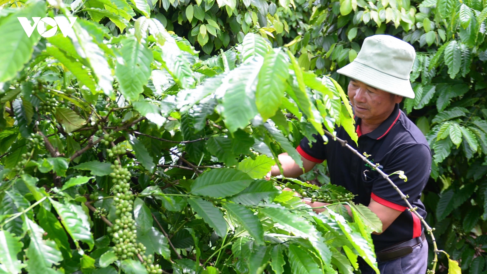Giá cà phê hôm nay 26/3: Giá cà phê trong nước tăng lên 94.100 đồng/kg